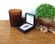 100% Genuine Spinosaurus Tooth