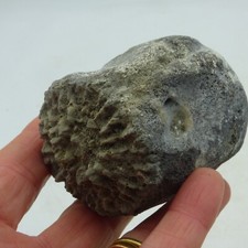 Fossil Vertebra Porpoise