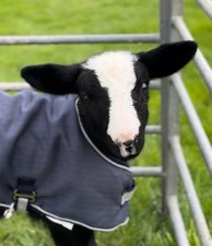 Small Bags Of Natural Sheep