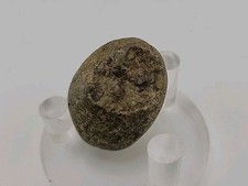 Permineralized Fossil Egg