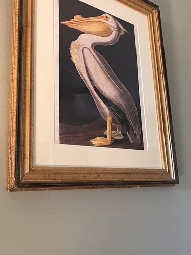 Framed audubon pelican - framed,