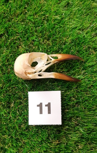 British magpie skull - magpie, 11