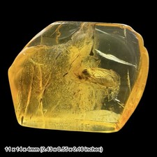 Fossil Amber Inclusion