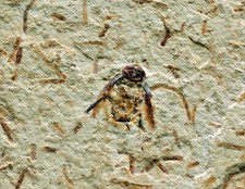 Fossil Cockroach in Matrix 108-92 million years old