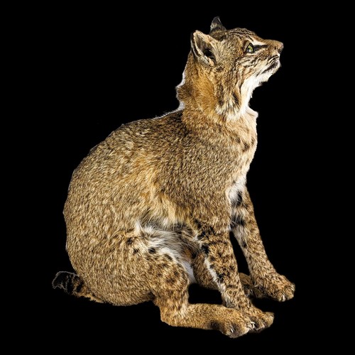 Green eyed bobcat taxidermy - green,