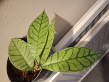 Hoya Callistophylla Plant