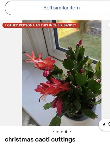 Christmas cacti red pink - cacti, red/pink
