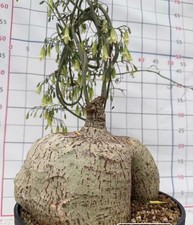 Adenia stenodactyla WYSIWYG Own Root Boutique Garden