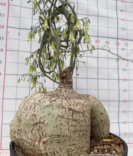 Adenia stenodactyla wysiwyg - adenia,