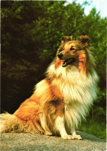 Sheltie shetland sheepdog - sheepdog, w