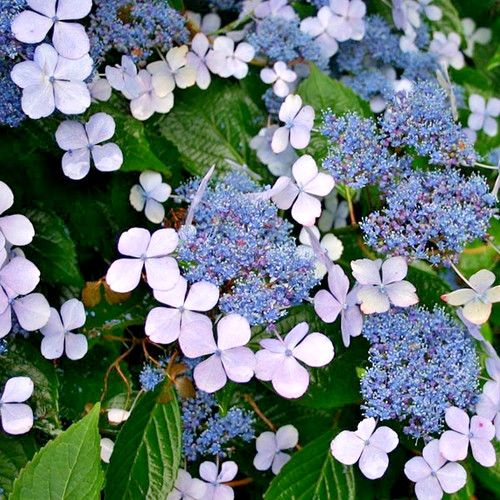Hydrangea serrata blue bird - serrata,