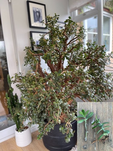 Giant jade plant - jade,