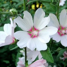 2 x Lavatera 'Barnsley' - Tree