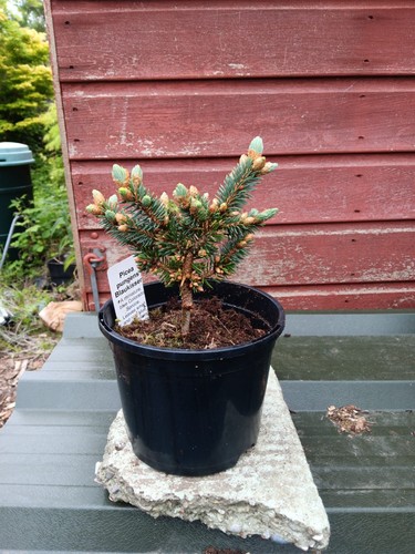 Picea pungens blaukissen - picea,