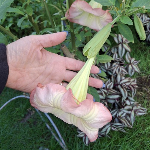 Pink brugmansia angel - angel, trumpet
