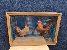 Vintage taxidermy cockerel - vintage, &