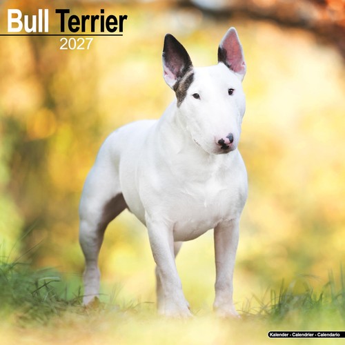 Bull terrier 2027 calendar - 2027,