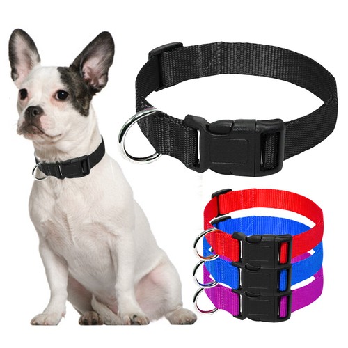 Strong nylon dog - strong,