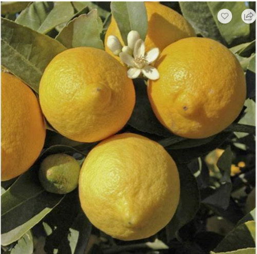 Lemon tree citrus bush - tree,