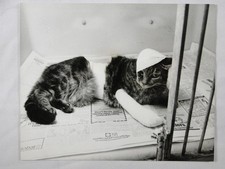 Injured Cat Fireworks Victim Guy Fawkes RSPCA London 1970 VTG Press Photo