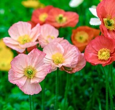 25,000x English Poppy True