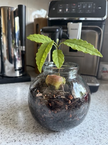 Avocado seedling - avocado,