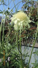 Cephalaria Gigantea Seeds