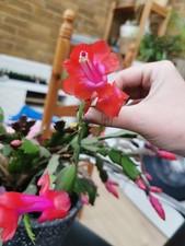 Schlumbergera Truncata