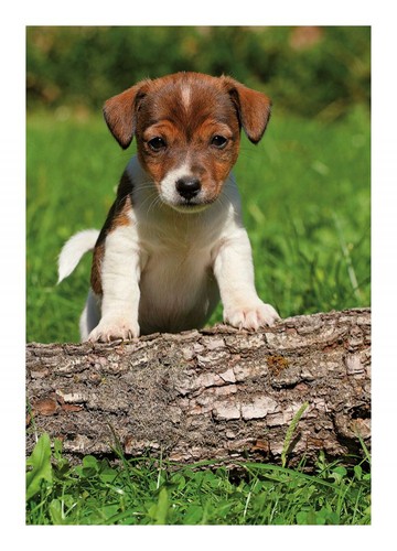 Birthday card jack russell - birthday,