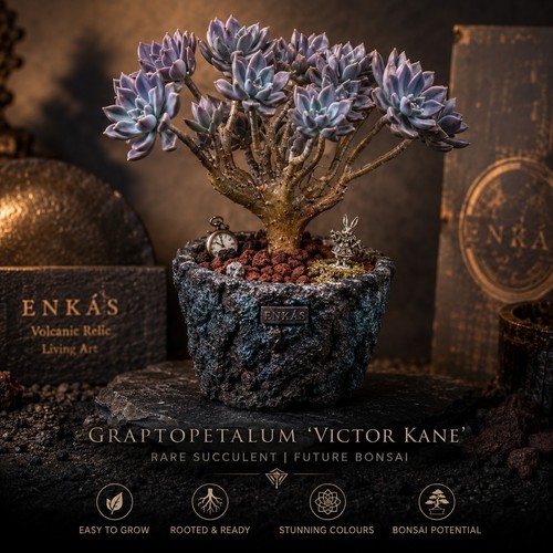 Rooted graptopetalum victor - 2,