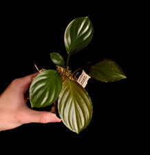 Homalomena sp. Bronze - Aroid - Terrarium Plant - P1024