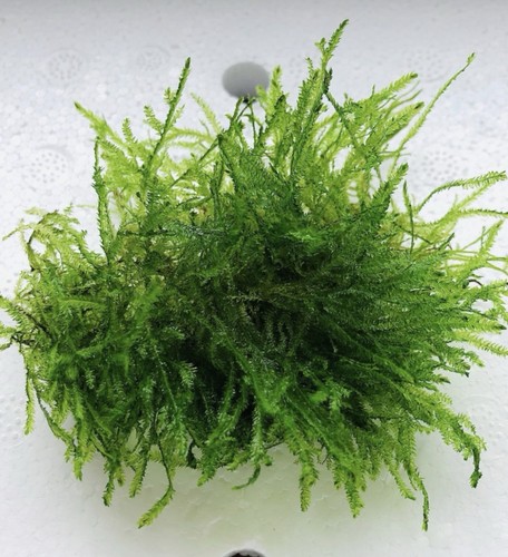 Loose java moss live - java, for