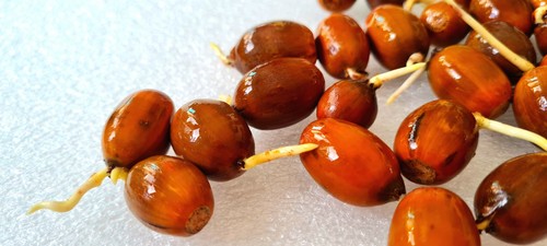 Bulk order 750 grams aprox - grams, (