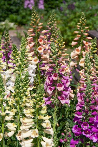 Excelsior foxglove digitalis - excelsior,