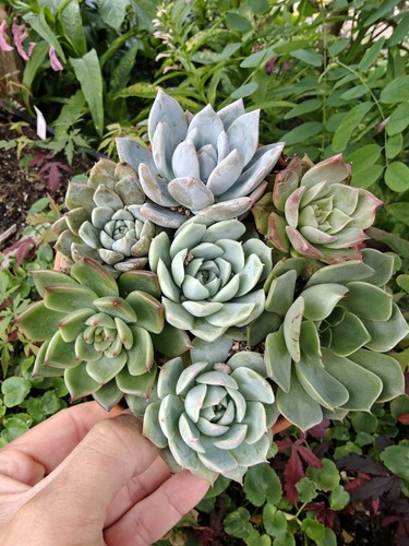 Succulent assortment - succulent,