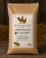 Healthy Cluckers Laying