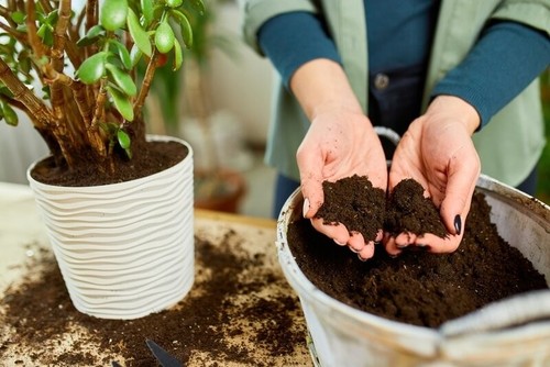 Multi purpose repotting soil - multi-purpose,