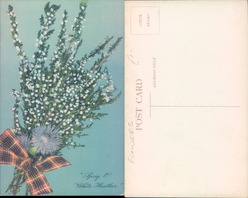 Sprig white heather - white, flowers