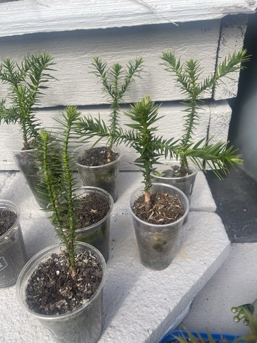 Monkey puzzle tree sapling - monkey, /