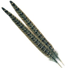 Pheasant Hen Ringneck Centre