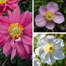 Japanese anemone - japanese,
