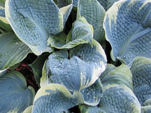 Hosta pizzazz pot grown - hosta,