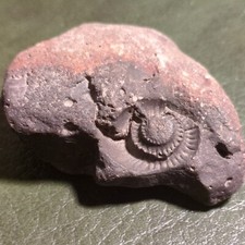 Fossil Goniatite