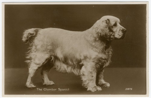 Clumber spaniel vintage - clumber,