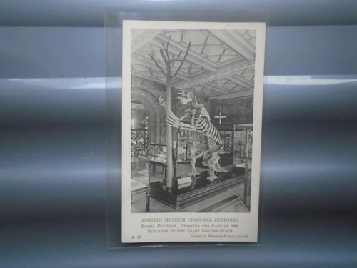 Giant ground sloth british - ground,