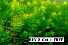 Hornwort Ceratophyllum Demersum - 5 shoots 15 cm_Free of chemicals
