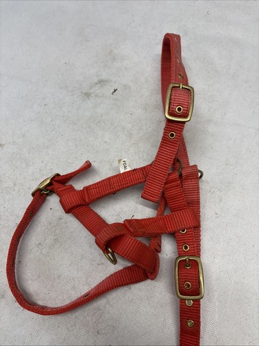 Foal headcollar - foal,