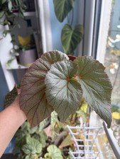 Begonia Sinbad 7cm Pot