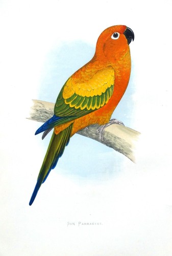 Antique parrot print - antique, sun