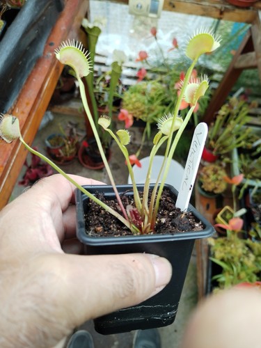 Vertical dionaea muscipula - vertical,,